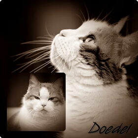doedel 15 jaar.. zo lief, zo mooi