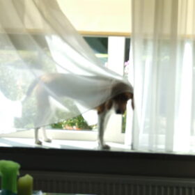 Hondenfoto van Corrina  & Bailey