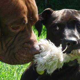 Hondenfoto van priscilla & C.S.C
