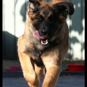 Lola is onze Leonberger van 7 maanden. Deze foto is gemaakt…