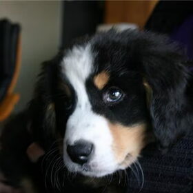 ben zoooooo lief