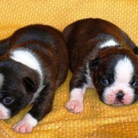 Boston Terrier puppies van Bubbels en Kampioen Sarn on Time: de…
