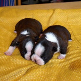 Boston Terrier puppies van Bubbels en Kampioen Sarn on Time:de 2…