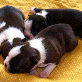 Boston Terrier puppies van Bubbels en Kampioen Sarn on Time:de 3…