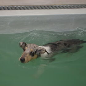2010-06-05_PuppyzwemmenBlue12weken