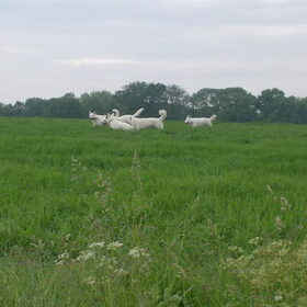 witte herder wandeling juni 2010