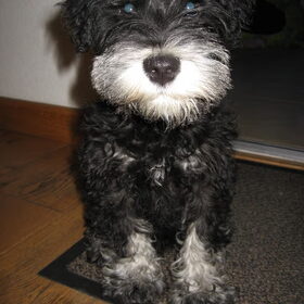 Sjorske! 13 weken oud. Een scheet van een Dwerg-Schnauzer.