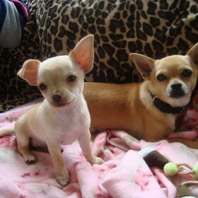 Purk en Bailey