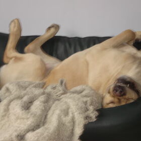 Hondenfoto van Chloé & Beemer