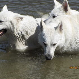 3-tal in het water