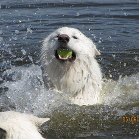 Swimming Hinto