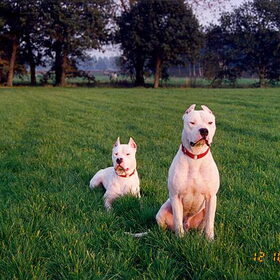 Huambo & Ocari De El Tumi Import argentinie 1995