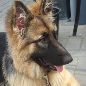 Hondenfoto van ~~Michelle&Mushu~~