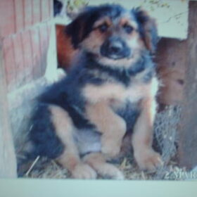 Hondenfoto van liesbeth,Turbo,Luna, Levi en Faith
