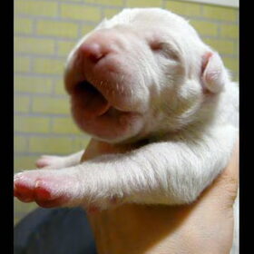 Puppies van Evita, 12 stuks en allemaal gezond!