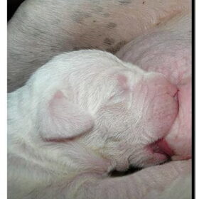 Puppies van Evita, 12 stuks en allemaal gezond!