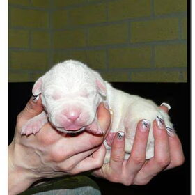 Puppies van Evita, 12 stuks en allemaal gezond!