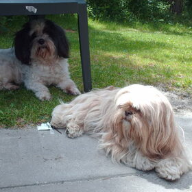 Hondenfoto van liesbeth,Turbo,Luna, Levi en Faith