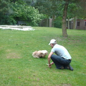 Hondenfoto van liesbeth,Turbo,Luna, Levi en Faith