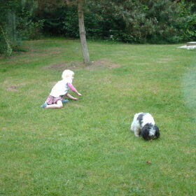 Hondenfoto van liesbeth,Turbo,Luna, Levi en Faith