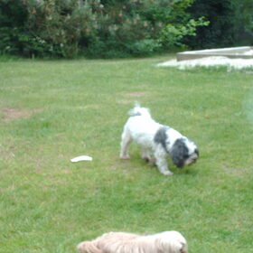 Hondenfoto van liesbeth,Turbo,Luna, Levi en Faith