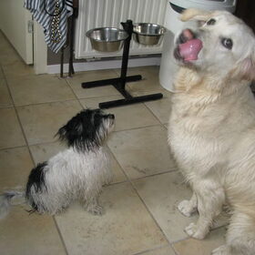 ziggy(1 jaar) en jacky (5 maanden), hond van mijn vriendin.