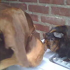 Teng, Tinus en Brownie