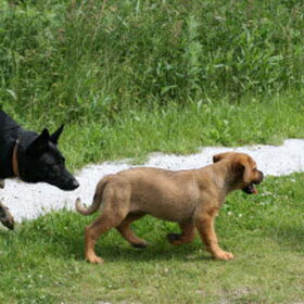Diva met Roxy