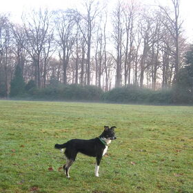 Nina in het bos in Hilversum