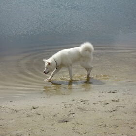 Hondenfoto van Linda; Roxy & Buddy