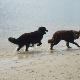 Hondenfoto van Linda; Roxy & Buddy