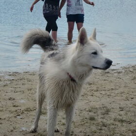 Hondenfoto van Linda; Roxy & Buddy