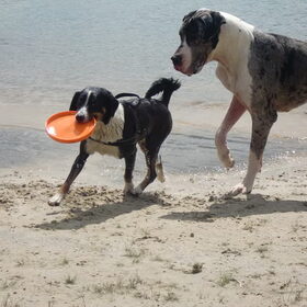 Hondenfoto van Linda; Roxy & Buddy