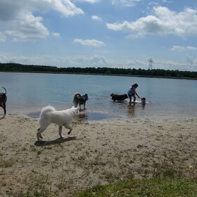 Hondenfoto van Linda; Roxy & Buddy