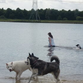 Hondenfoto van Linda; Roxy & Buddy