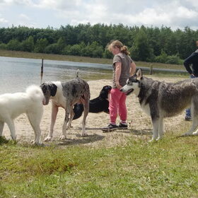 Hondenfoto van Linda; Roxy & Buddy