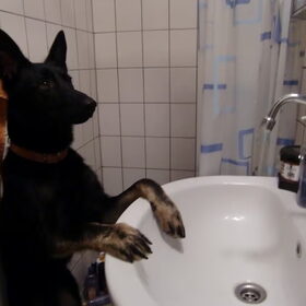 Hondenfoto van Linda; Roxy & Buddy