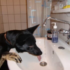 Hondenfoto van Linda; Roxy & Buddy
