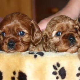Twee schatten !