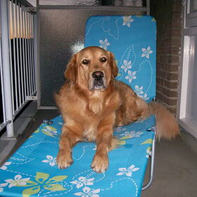 Hondenfoto van D en L*je kunt niet alle honden van de wereld redden, maar wel de wereld van een hond*