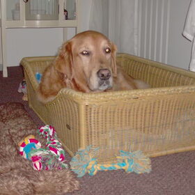 Hondenfoto van D en L*je kunt niet alle honden van de wereld redden, maar wel de wereld van een hond*