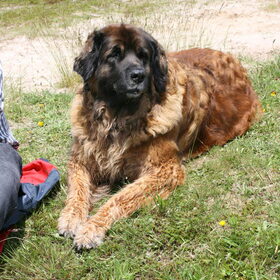Hondenfoto van Linda en Kenji