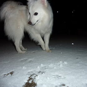 Snowy, sneeuw is prachtig