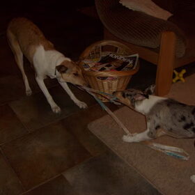 Sandy 8,5 maanden en Blue 3 maanden samen touwtrekken.