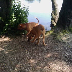Samen op onderzoek uit! Super leuke Boerboel pup van 14 weken…
