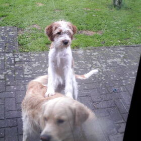 Vader (Golden Retriever) en moeder van Matchy.