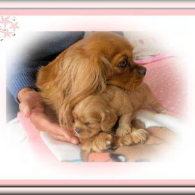 Deze foto vind ik zo mooi ! Ashley met haar pup Nina!