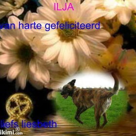 Hondenfoto van liesbeth,Turbo,Luna, Levi en Faith
