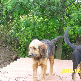 Hondenfoto van liesbeth,Turbo,Luna, Levi en Faith