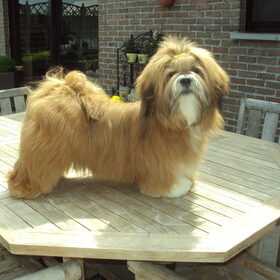 Lhasa apso Bo